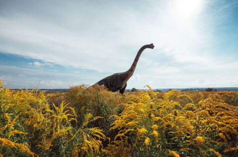 Älter als Dinosaurier