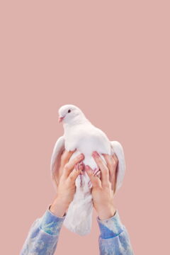 Brieftauben im Dienst