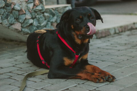 Der Rottweiler
