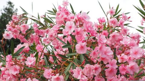 Der Oleander