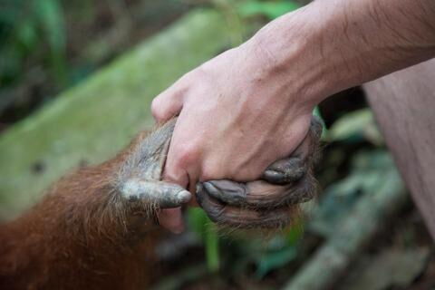 Die Prophezeiungen von Leonardo da Vinci: Die Evolution