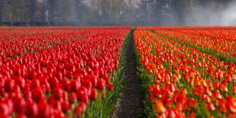 Die Tulpe