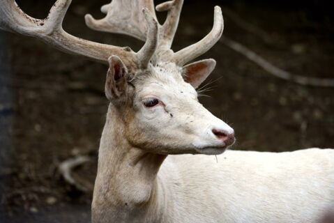Ein weißer Hirsch