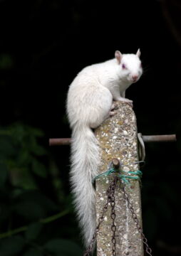 Ein Albino-Eichhörnchen