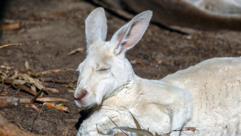 Ein Albino-Känguru