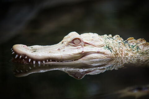 Ein Albino-Alligator