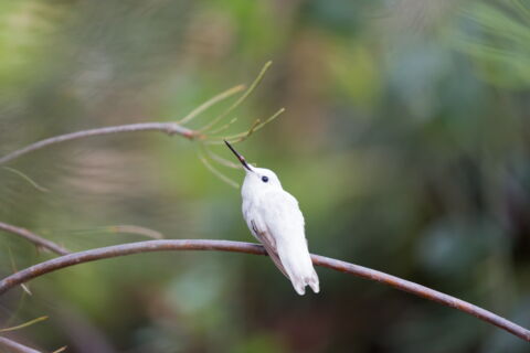 Ein weißer Kolibri