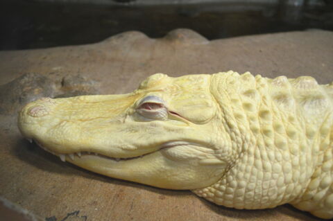 Ein Albino-Alligator