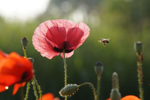 Der Mohn