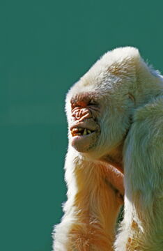 Albino-Gorilla "Schneeflocke"