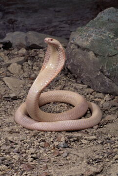 Eine Albino-Cobra
