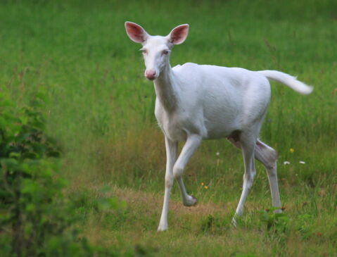 Ein Albino-Reh