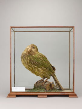 Der Kakapo