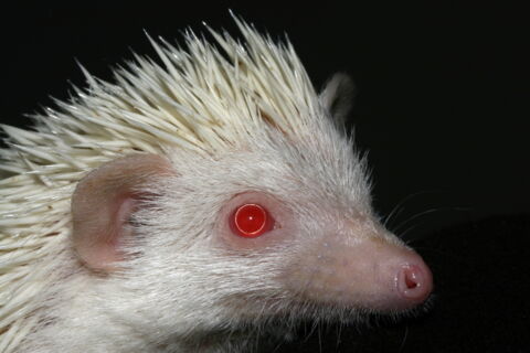 Ein Albino-Igel