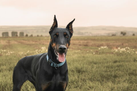 Der Doberman