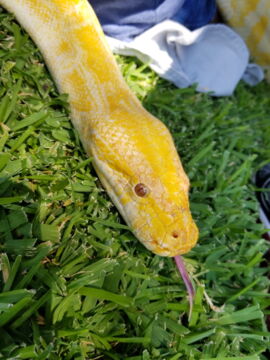 Ein Albino-Python