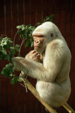 Albino-Gorilla "Schneeflocke"