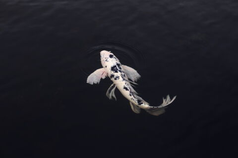Der Koi