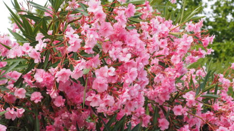 Der Oleander
