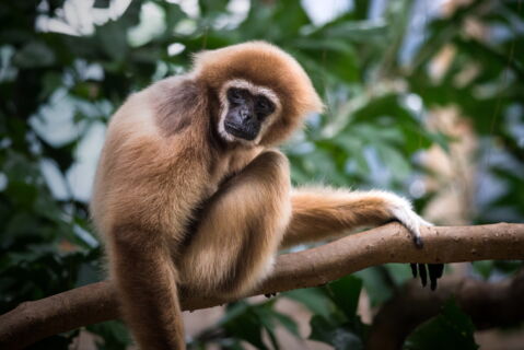 Gibbon von Hainan