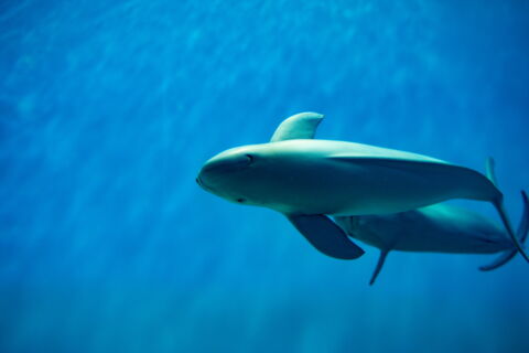 Der Pazifische Schweinswal