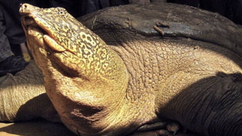 Swinhoe-Weichschildkröte