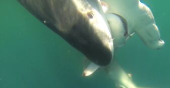 VIDEO. L'attaque d'un Grand requin blanc vue du ciel - Sciences et