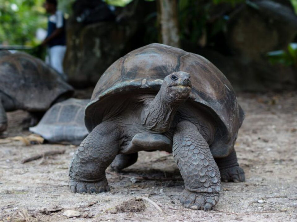 Voici les 12 animaux les plus vieux au monde