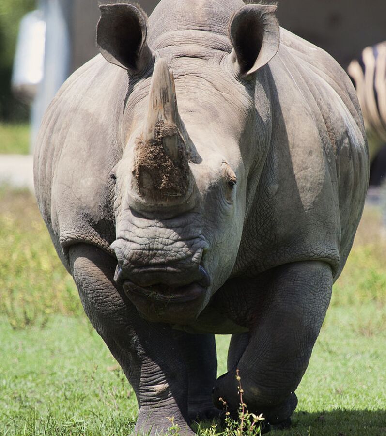 Journée Mondiale Du Rhinocéros Les 12 Choses Que Vous Devriez Savoir