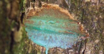 En images : de curieux champignons roses fluo découverts en  Nouvelle-Calédonie