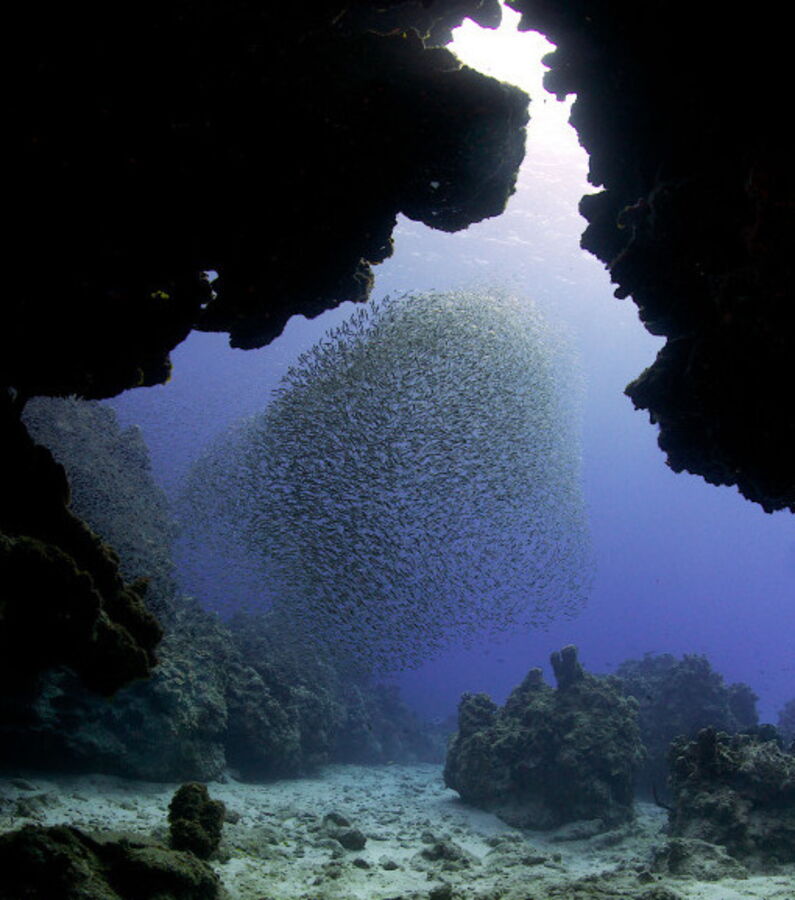 Silberkraft Lot De 10 Pièges à Poissons Argentés,Effet Immédiat Et Long