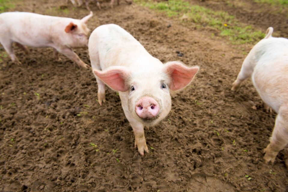 Les 10 Animaux Les Plus Intelligents Du Monde les-10-animaux-les-plus-intelligents-du-monde