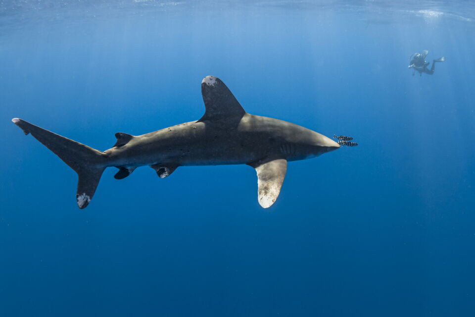 Photos Voici les 10 requins les plus dangereux au monde