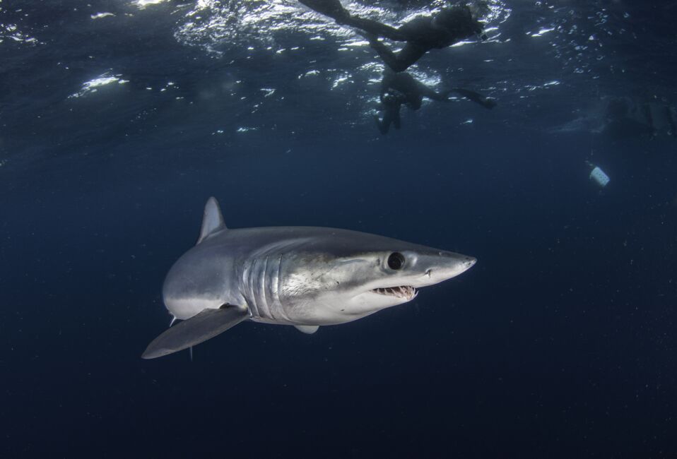 Les 10 Plus Grands Requins Du Monde