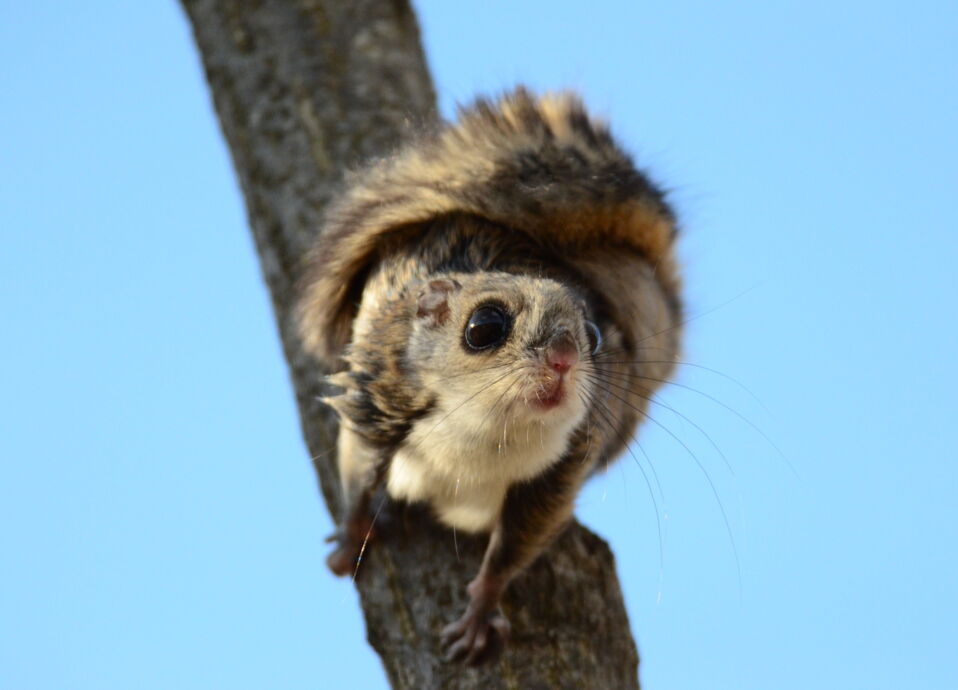 Les 10 animaux les plus mignons du monde