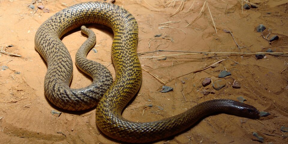 Les 10 serpents les plus dangereux du monde