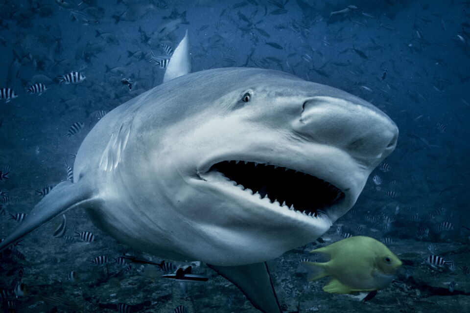 Photos Voici les 10 requins les plus dangereux au monde
