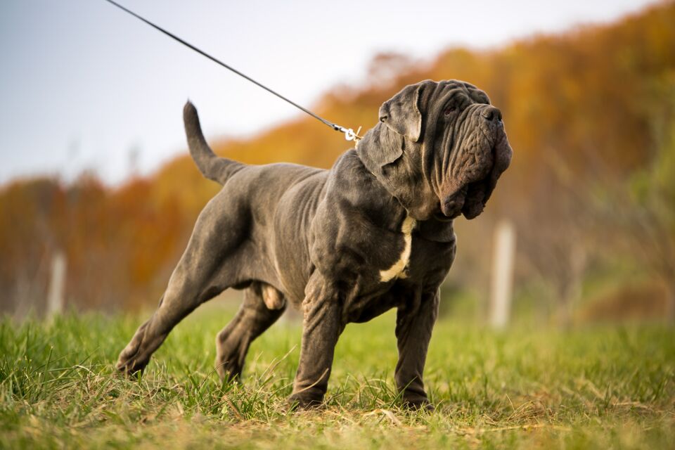 Les Races De Chiens Les Plus Grandes Du Monde