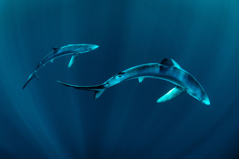 Photos : Voici les 10 requins les plus dangereux au monde