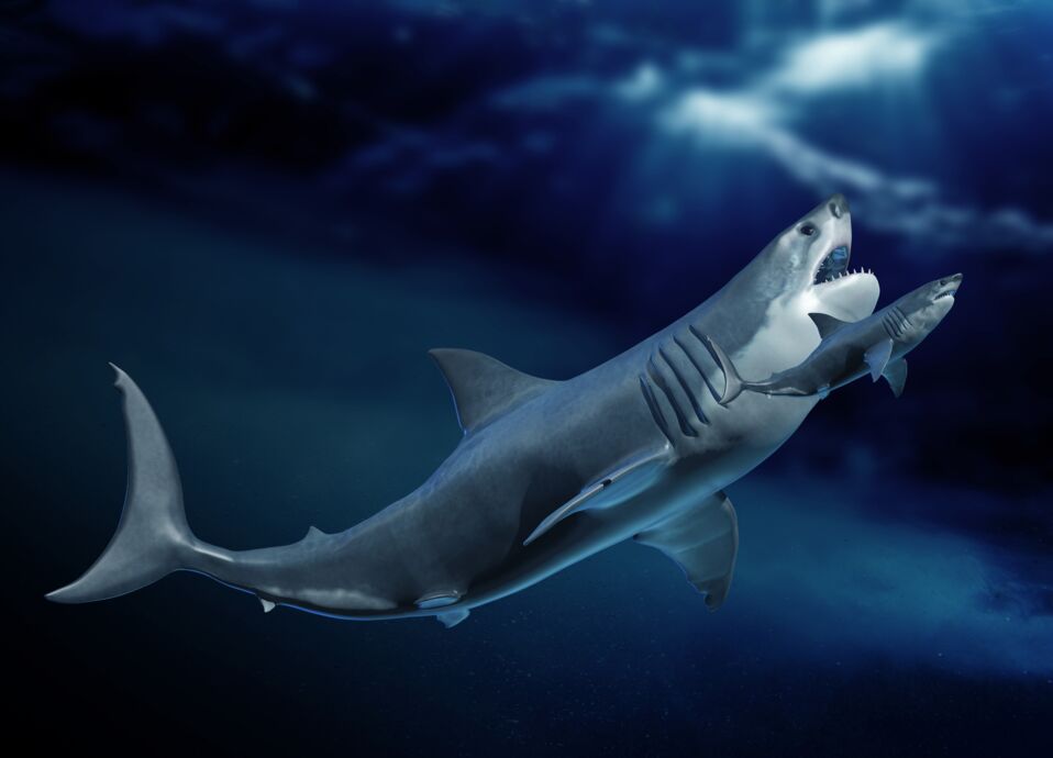 Les 10 Plus Grands Requins Du Monde