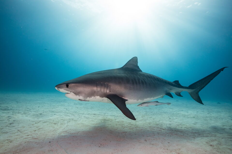 Photos Voici les 10 requins les plus dangereux au monde