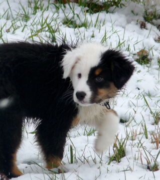 A cute Black Australian Shepherd. This color pattern is very unique and adorable!