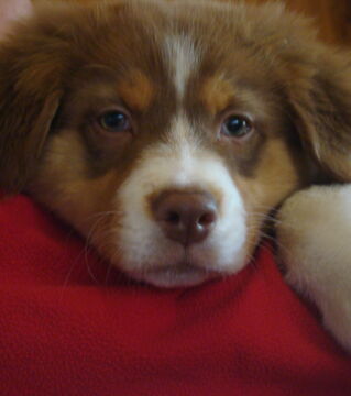 A Red Australian Shepherd's coat can change shade depending on the season.