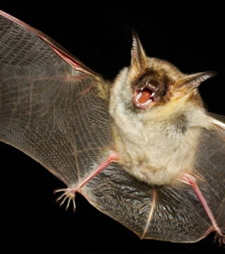 Bats: In western mythology, bats represent a bad omen or a world of darkness. If a bad hits your window at night then that means that you will pass away soon.