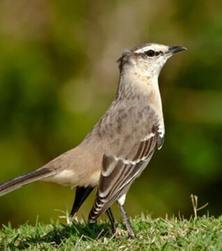 Birds: If a bird enters into your home and is trapped then it's believed that someone close to your family will pass away.