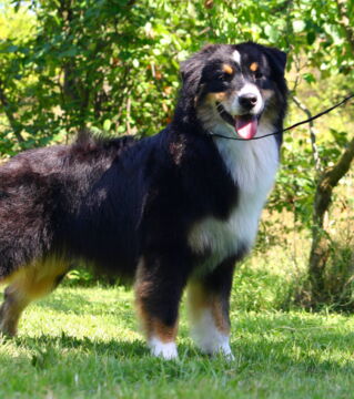 Black Australian Shepherd has a pure black coat, but may have patches of other colors too.