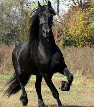 Black horse: Legends states that if a black horse stares into your eyes during a funeral procession then you would be the next one to pass away.