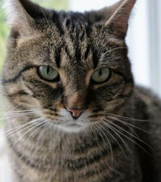 Cats: Cats have a great sense of smell - it's believed that cats can smell if a person's body will be dying due to the chemicals and odours that are released.