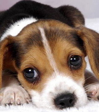 Dogs: Dogs also have a great sense of smell and could detect if a person will die because of the biochemicals that are released from the human body.