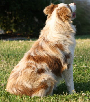 Don't like the red or black color? How about this shade of brown? It's a mixture of brown and white hairs!